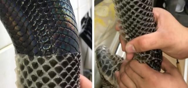 老人说见到正在蜕皮的蛇不妙有何科学依据