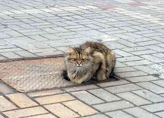 一只苦苦等待的猫咪在下水道井盖上整整一年真相感动众人