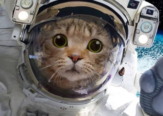 第一个进入太空的地球生物太空狗莱卡为何没有返回地球