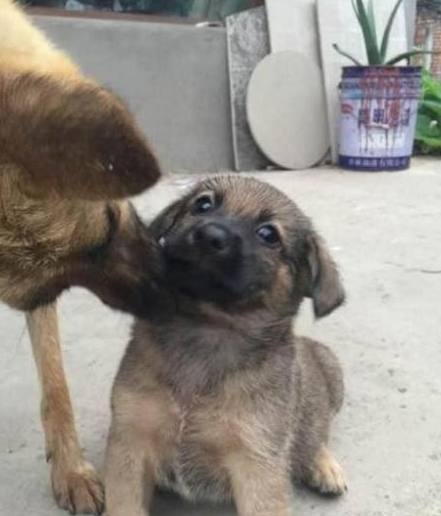 小奶狗即将被送养,没想到狗妈妈的举动让场面顿时暖化了休闲区蓝鸢梦想 - Www.slyday.coM 小奶狗即将被送养,没想到狗妈妈的举动让场面顿时暖化了休闲区蓝鸢梦想 - Www.slyday.coM