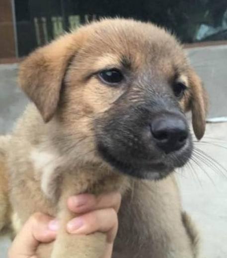 小奶狗即将被送养,没想到狗妈妈的举动让场面顿时暖化了休闲区蓝鸢梦想 - Www.slyday.coM 小奶狗即将被送养,没想到狗妈妈的举动让场面顿时暖化了休闲区蓝鸢梦想 - Www.slyday.coM