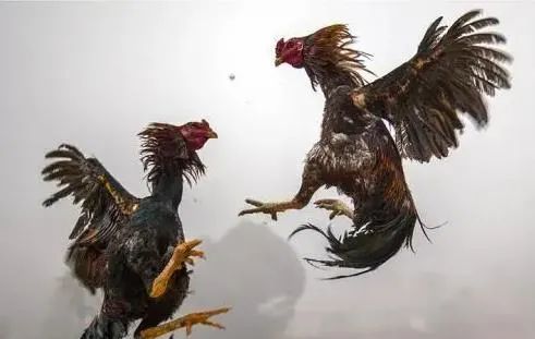 觉得一拳超人剧情太拉胯你可以来看这只鸡打架