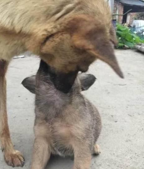 小奶狗即将被送养,没想到狗妈妈的举动让场面顿时暖化了休闲区蓝鸢梦想 - Www.slyday.coM 小奶狗即将被送养,没想到狗妈妈的举动让场面顿时暖化了休闲区蓝鸢梦想 - Www.slyday.coM