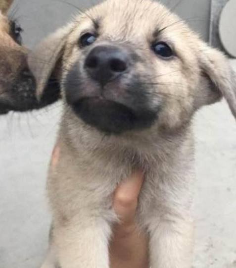 小奶狗即将被送养,没想到狗妈妈的举动让场面顿时暖化了休闲区蓝鸢梦想 - Www.slyday.coM 小奶狗即将被送养,没想到狗妈妈的举动让场面顿时暖化了休闲区蓝鸢梦想 - Www.slyday.coM