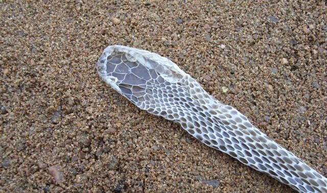 老人说见到正在蜕皮的蛇不妙有何科学依据