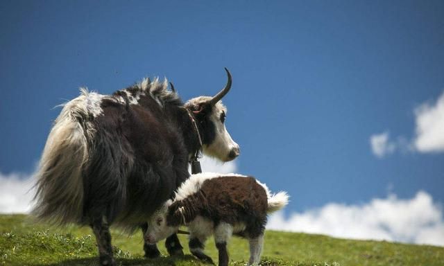 刚产出的小牦牛就要面临严酷的生存考验,只有那些适应力强的牦牛才能