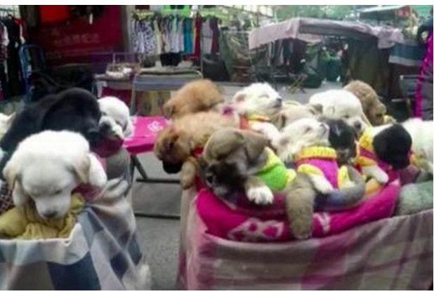 想要买个玩具回家，结果走近后一看，竟然都是活生生的萌狗休闲区蓝鸢梦想 - Www.slyday.coM