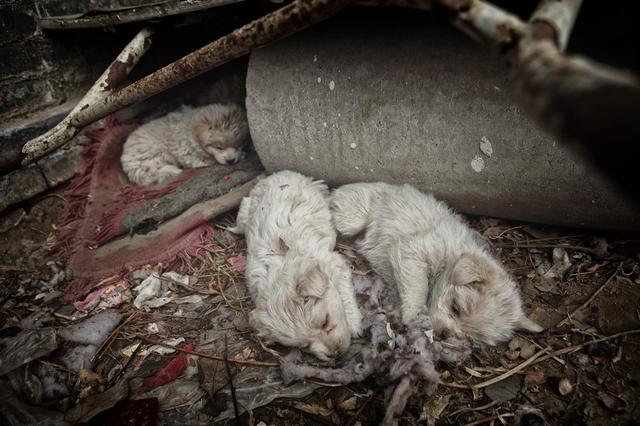 公园遇到流浪小狗欲将其收养却遭狗狗拒绝原因让人感动