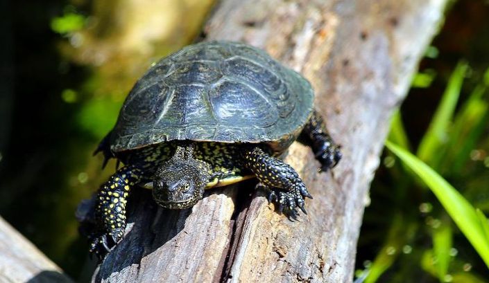 真正的长寿是多久——原来永生真的存在休闲区蓝鸢梦想 - Www.slyday.coM 真正的长寿是多久——原来永生真的存在休闲区蓝鸢梦想 - Www.slyday.coM