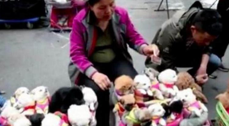 想要买个玩具回家，结果走近后一看，竟然都是活生生的萌狗休闲区蓝鸢梦想 - Www.slyday.coM