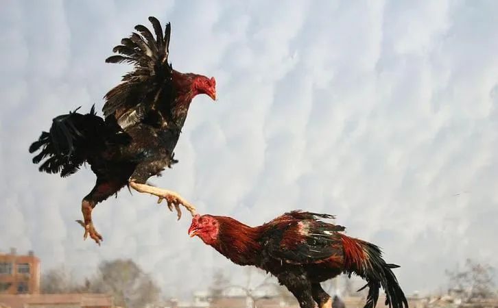 觉得一拳超人剧情太拉胯你可以来看这只鸡打架