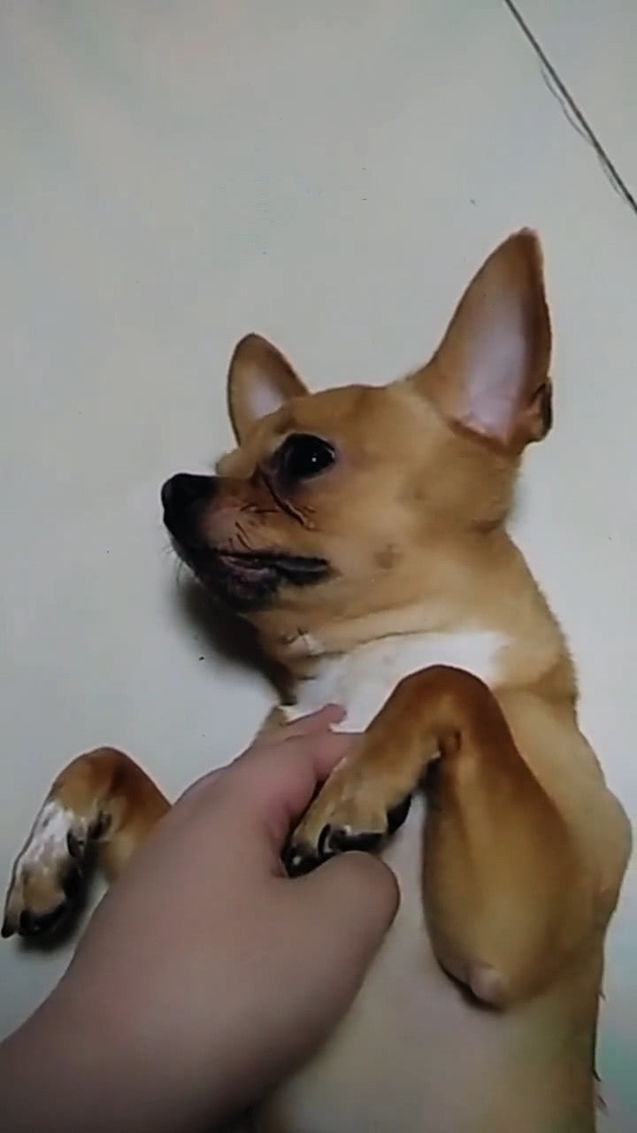 狗狗调皮老咬主人手主人想出妙招狗狗瞬间被吓到面无表情