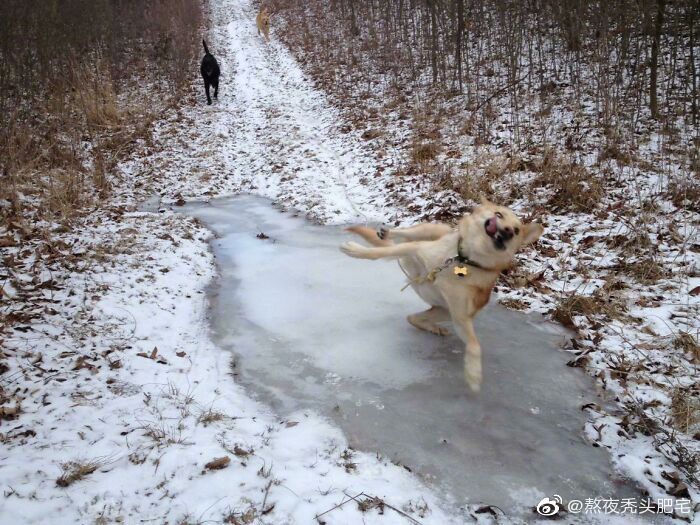 完美抓拍狗子滑倒瞬间~ by mustard_sg|狗_新浪新闻