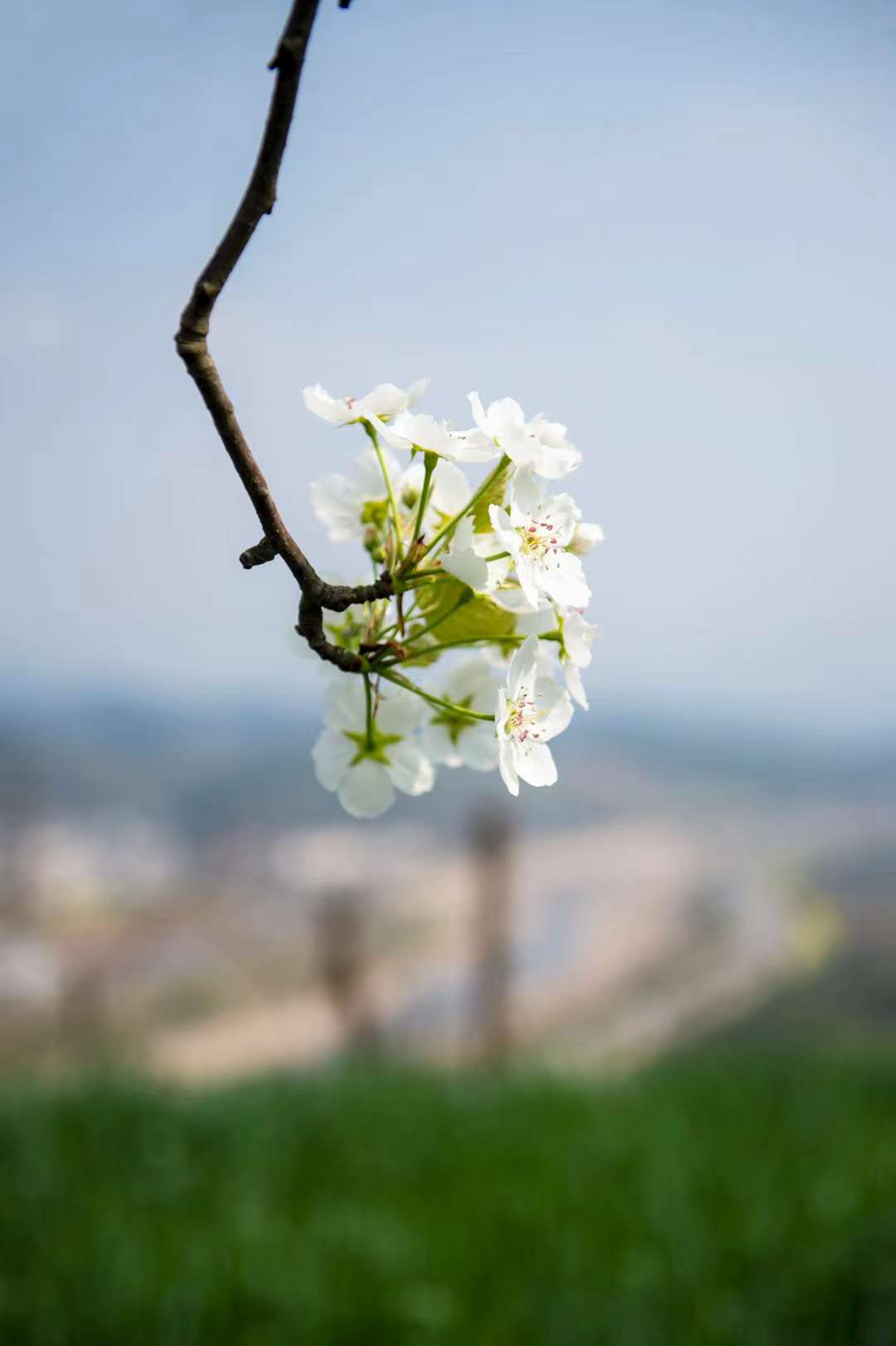 千树万树梨花开,广元城梨花已经景美如画,有图有真相!