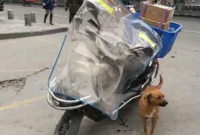 快递小哥收养了一只狗狗，每次送货都跟着，是一个好帮手休闲区蓝鸢梦想 - Www.slyday.coM