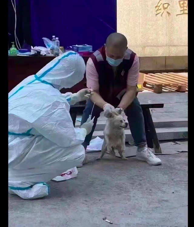 通知宠物要做核酸，有的狗戴着口罩就来了，掰开嘴的样子太好笑！休闲区蓝鸢梦想 - Www.slyday.coM