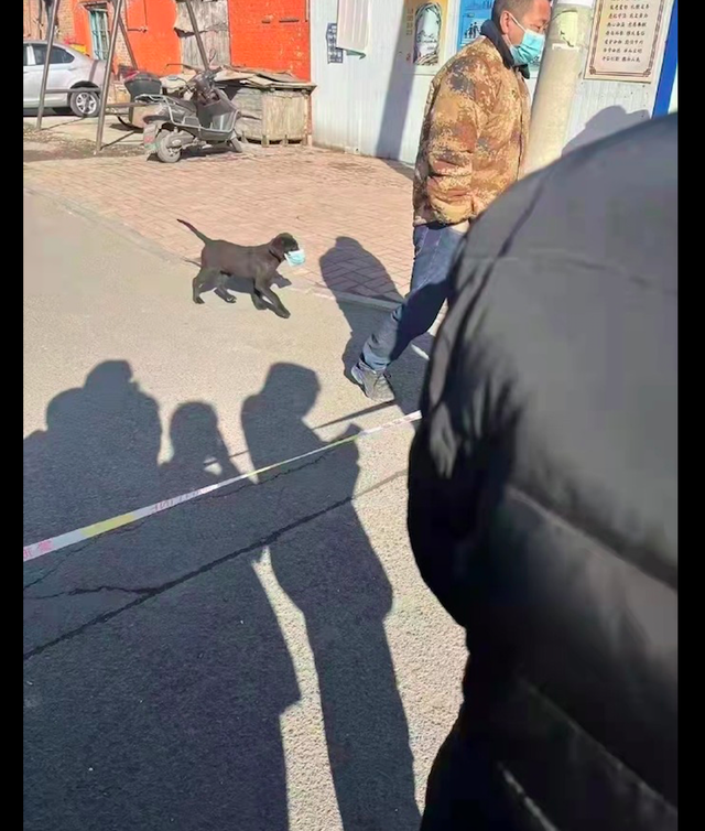 通知宠物要做核酸，有的狗戴着口罩就来了，掰开嘴的样子太好笑！休闲区蓝鸢梦想 - Www.slyday.coM