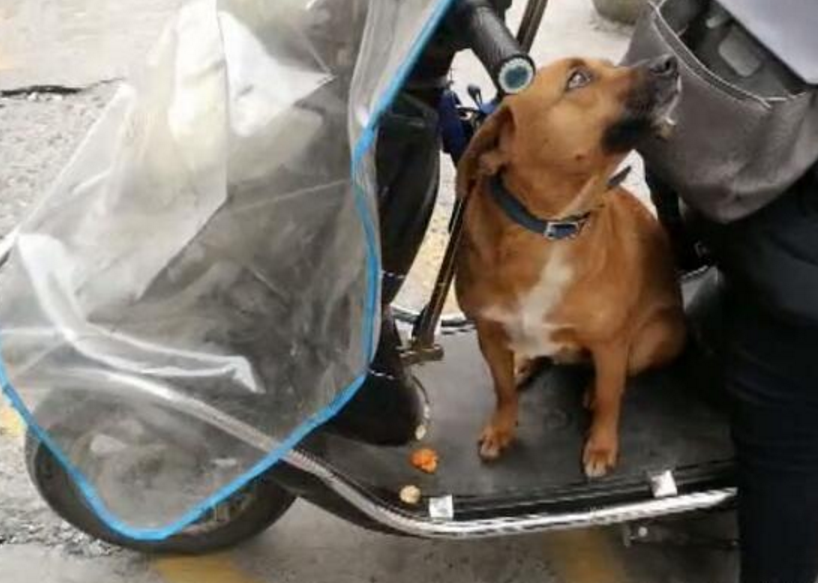 快递小哥收养了一只狗狗,每次送货都跟着,是一个好帮手休闲区蓝鸢梦想 - Www.slyday.coM 快递小哥收养了一只狗狗,每次送货都跟着,是一个好帮手休闲区蓝鸢梦想 - Www.slyday.coM