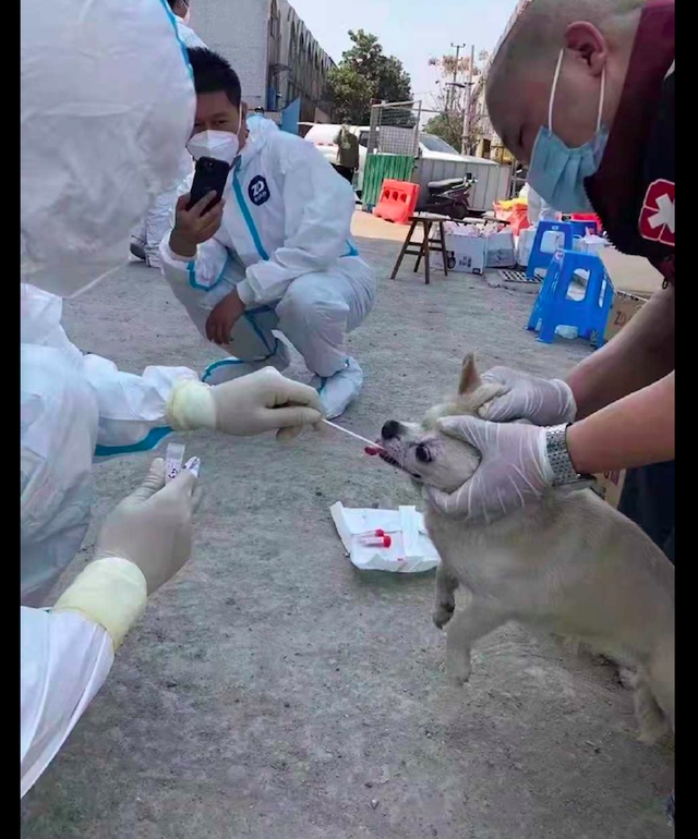 通知宠物要做核酸，有的狗戴着口罩就来了，掰开嘴的样子太好笑！休闲区蓝鸢梦想 - Www.slyday.coM