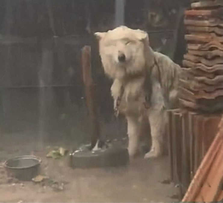 在主人眼里狗狗只是个畜生大雨天不管它任雨淋