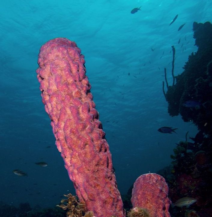 真正的长寿是多久——原来永生真的存在休闲区蓝鸢梦想 - Www.slyday.coM 真正的长寿是多久——原来永生真的存在休闲区蓝鸢梦想 - Www.slyday.coM