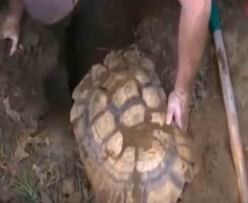 男子听到狗狗狂吠不止,好奇过去发现有情况,挖开之后惊讶不已休闲区蓝鸢梦想 - Www.slyday.coM 男子听到狗狗狂吠不止,好奇过去发现有情况,挖开之后惊讶不已休闲区蓝鸢梦想 - Www.slyday.coM
