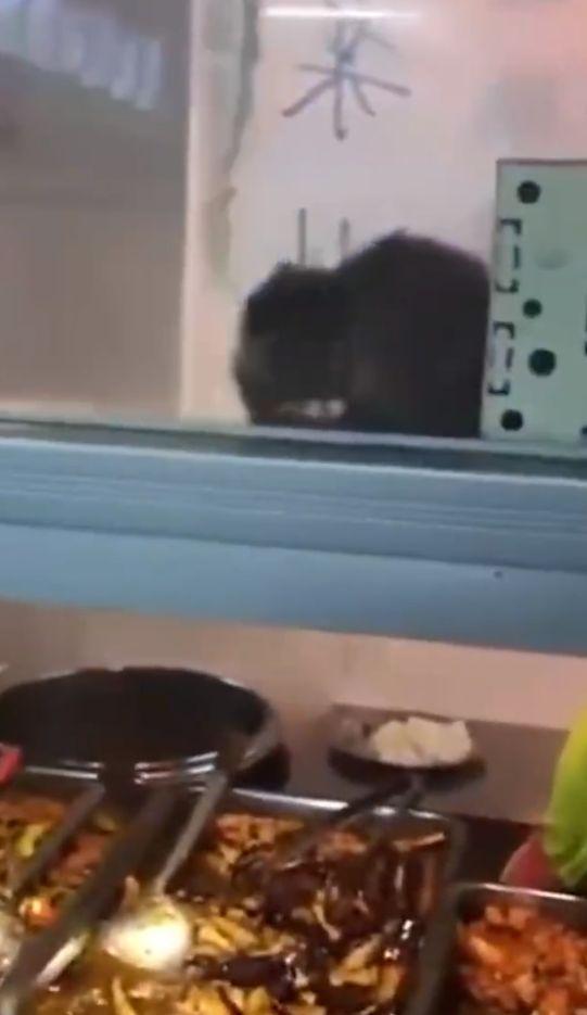 惊喜还是惊吓丨食堂档口出现一只老鼠擦嘴，无视学生围观休闲区蓝鸢梦想 - Www.slyday.coM