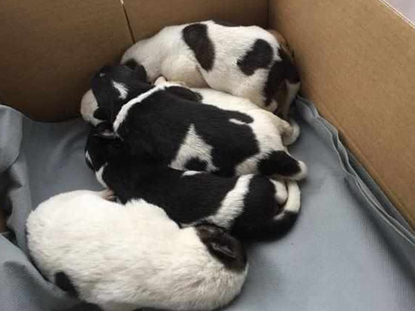 小姐姐碰见被抛弃的奶狗，带回家将其收养，小黄狗的反应亮了休闲区蓝鸢梦想 - Www.slyday.coM