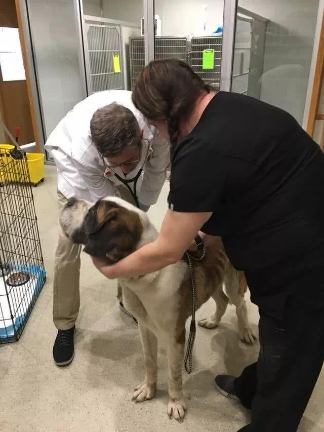 5岁狗狗被反锁地下室，啃木头苦撑半个月，拯救后它开心的笑了！休闲区蓝鸢梦想 - Www.slyday.coM