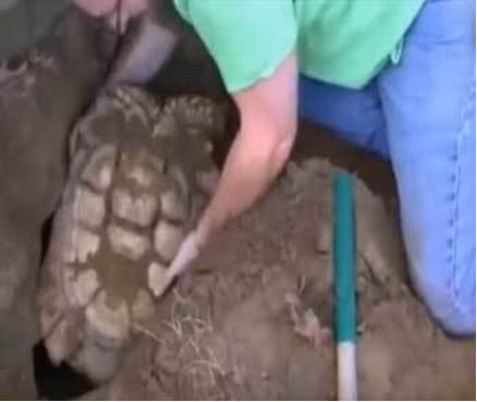 男子听到狗狗狂吠不止,好奇过去发现有情况,挖开之后惊讶不已休闲区蓝鸢梦想 - Www.slyday.coM 男子听到狗狗狂吠不止,好奇过去发现有情况,挖开之后惊讶不已休闲区蓝鸢梦想 - Www.slyday.coM