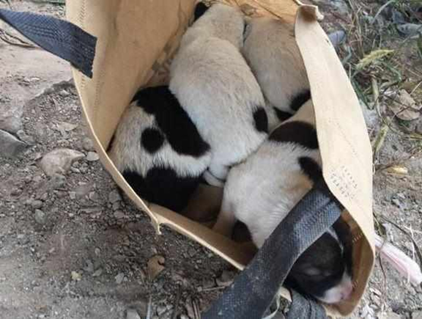 小姐姐碰见被抛弃的奶狗，带回家将其收养，小黄狗的反应亮了休闲区蓝鸢梦想 - Www.slyday.coM