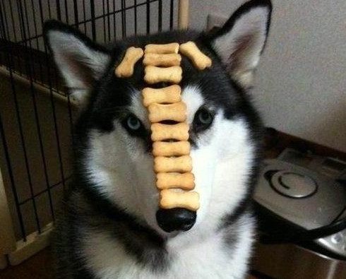 女子被甩了喝酒买醉,回家教训哈士奇,隔天二哈竟把化妆品全拆了休闲区蓝鸢梦想 - Www.slyday.coM 女子被甩了喝酒买醉,回家教训哈士奇,隔天二哈竟把化妆品全拆了休闲区蓝鸢梦想 - Www.slyday.coM