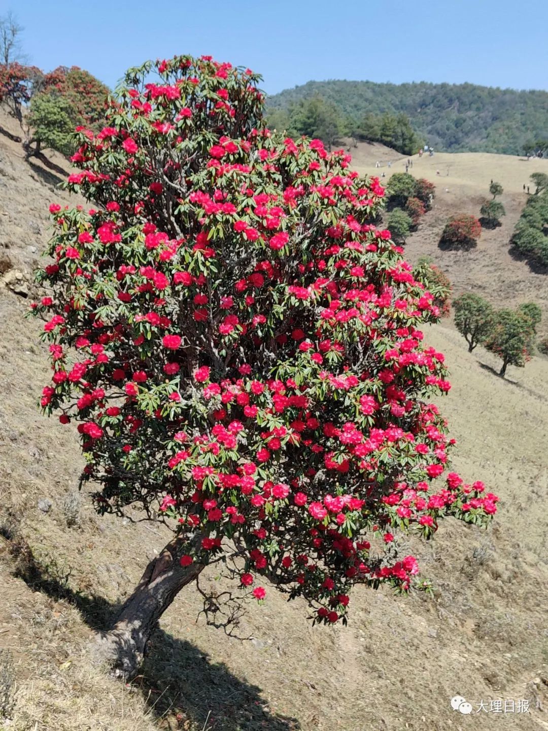 春暖马缨花开我在南涧等你来