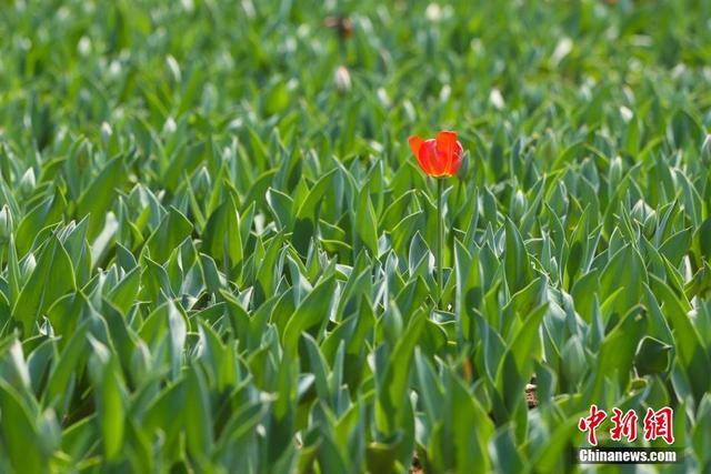 图为万绿丛中一点红. 泱波 摄