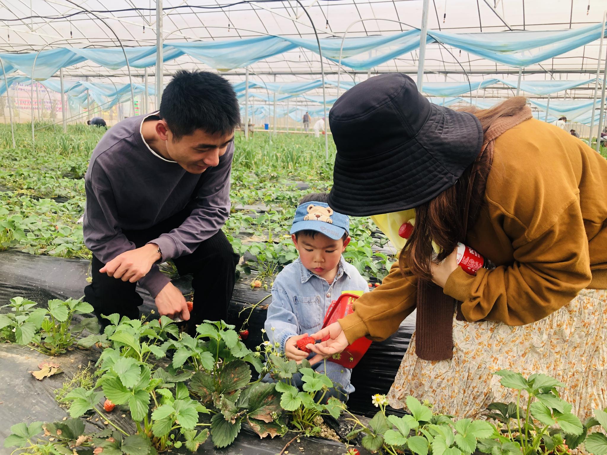 亲子采摘乐趣多 乡村振兴促发展——九江市委机关幼儿园举行小班亲子