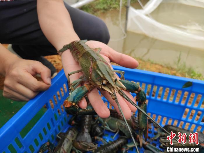 当日,在北岸村的澳洲淡水龙虾养殖基地内,众人再次进行虾苗投放,上