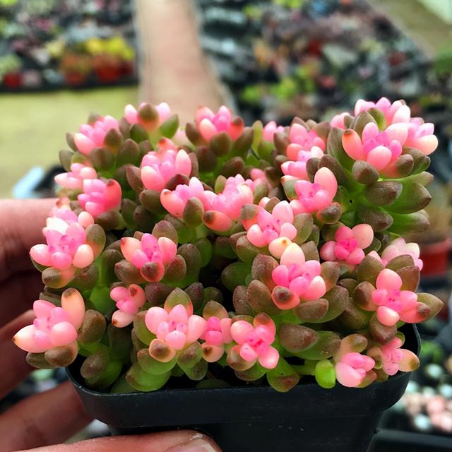 赤豆 绿豆 蓝豆以及黑莓 这4种多肉植物有什么不一样 黑莓 绿豆 新浪新闻 赤豆 绿豆 蓝豆以及黑莓 这4种多肉植物有什么不一样 黑莓 绿豆 新浪新闻