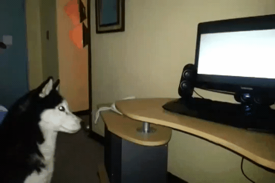 二哈看到电视里的狗抓鸟吃，它也很激动，接下来的行为让人笑了休闲区蓝鸢梦想 - Www.slyday.coM