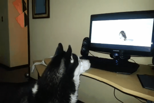 二哈看到电视里的狗抓鸟吃，它也很激动，接下来的行为让人笑了休闲区蓝鸢梦想 - Www.slyday.coM