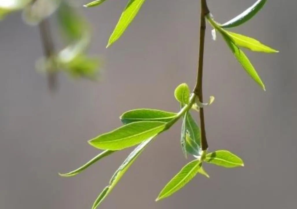 春天的柳树芽是个宝,一斤能卖上100元,很多人不知道它的价值__财经