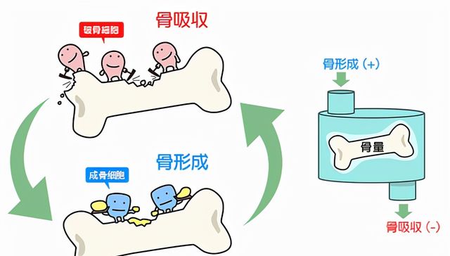 同样是骨，为何有些能劈砖裂石？|骨骼|骨折|骨痂_新浪新闻