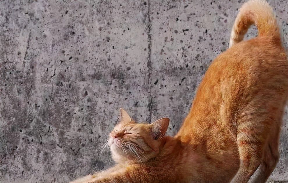 橘猫在你面前伸懒腰有哪些含义