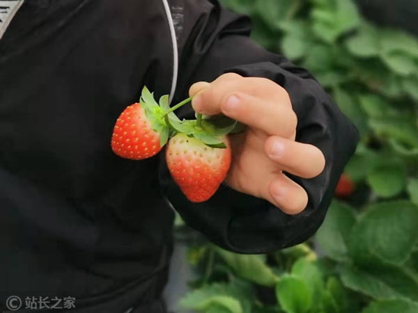 电商爆款丹东草莓被曝造假 成本只有一半左右休闲区蓝鸢梦想 - Www.slyday.coM