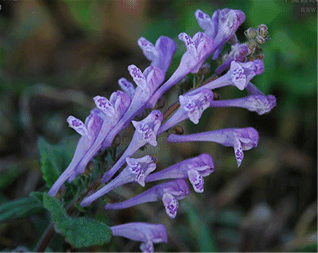 农村路边意外发现牙刷草,人称韩信草,它可是毒蛇的克星,认识吗__财经