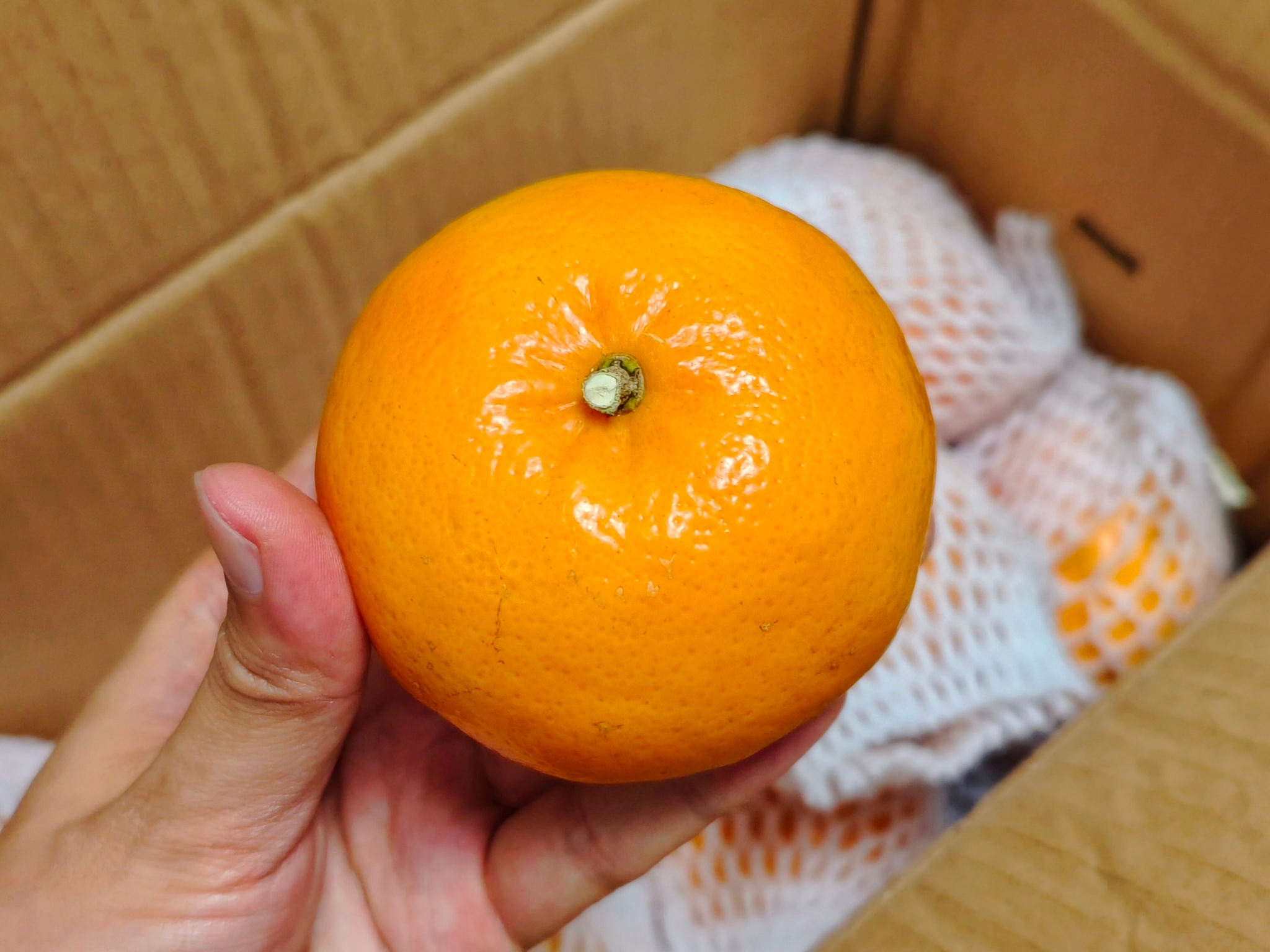 耙耙柑和沃柑含糖量高吗(耙耙柑和沃柑的营养区别)