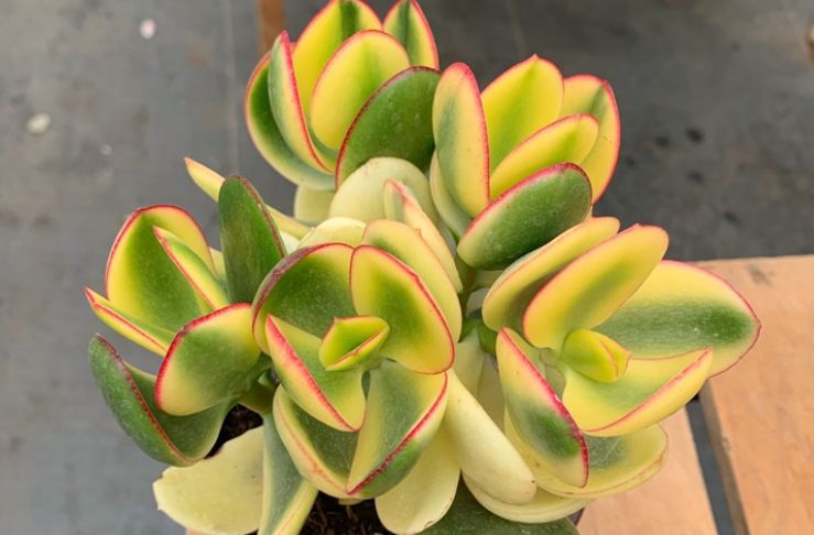 三色花月锦虽说不是花月类多肉中最好养的但却是颜值最稳定的