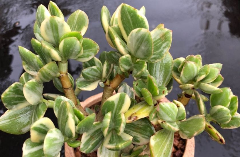 三色花月锦虽说不是花月类多肉中最好养的但却是颜值最稳定的