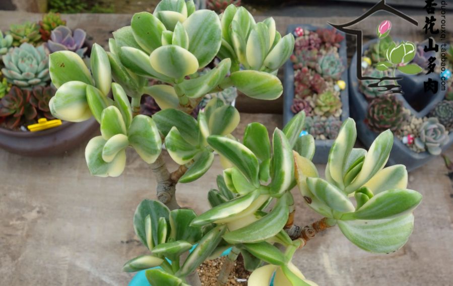 三色花月锦虽说不是花月类多肉中最好养的但却是颜值最稳定的