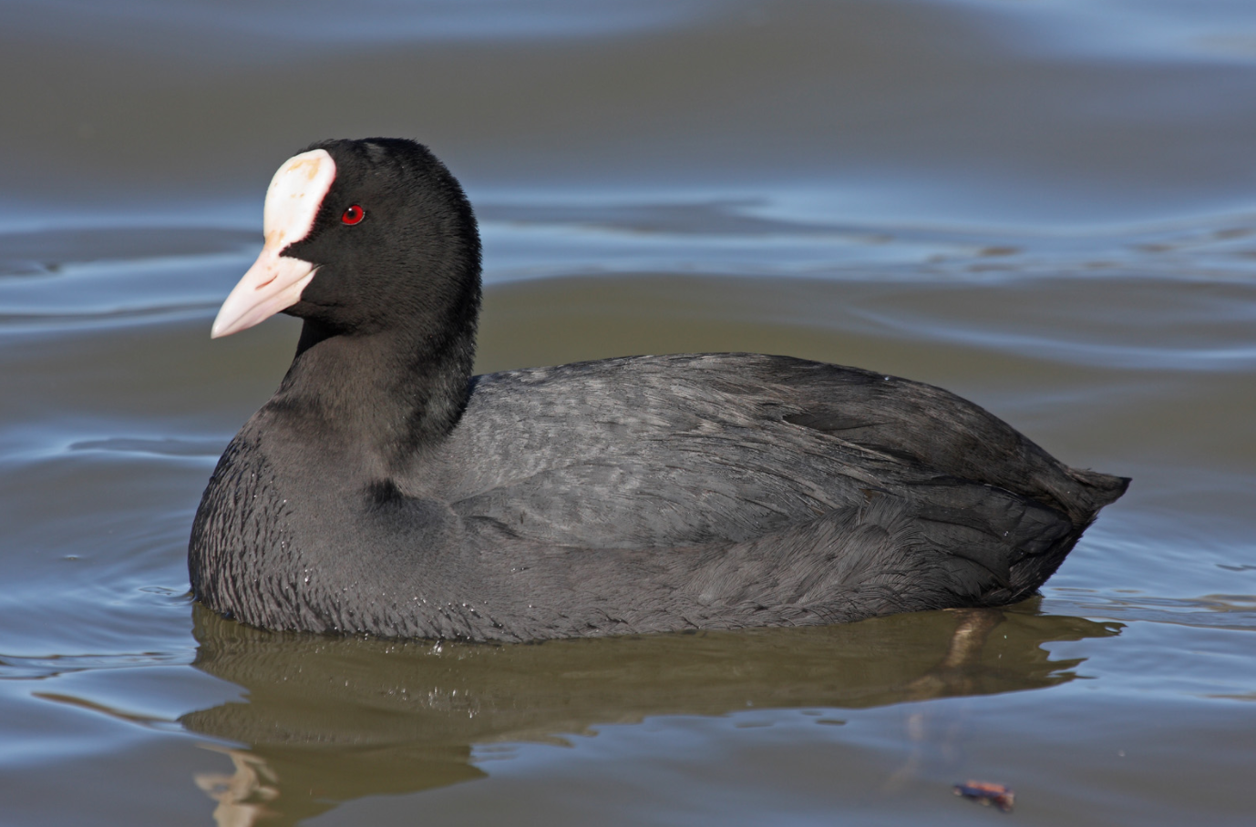 首次拍到骨顶鸡现身岷江彭山段一不小心以为是野鸭子