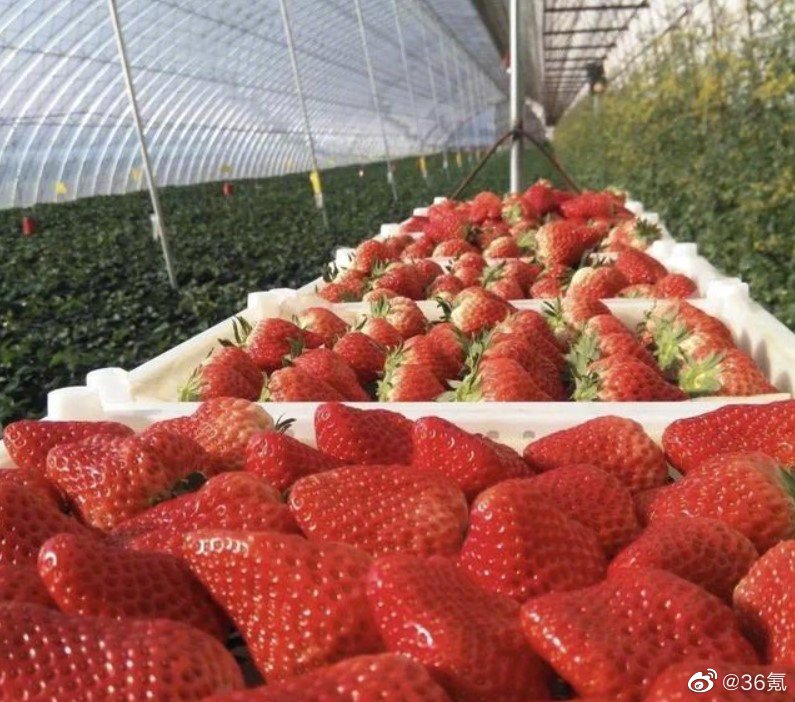 电商爆款丹东草莓造假，卖了10万单的丹东草莓产自江苏